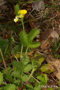 Aremonia agrimonioides (L.) DC. 2.Kép