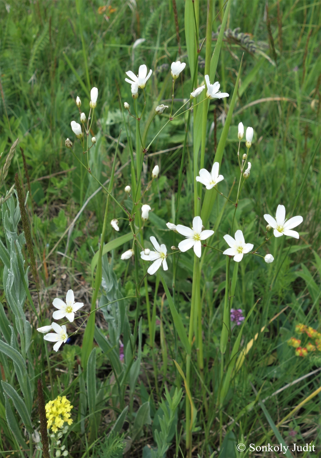 Arenaria procera Spreng.