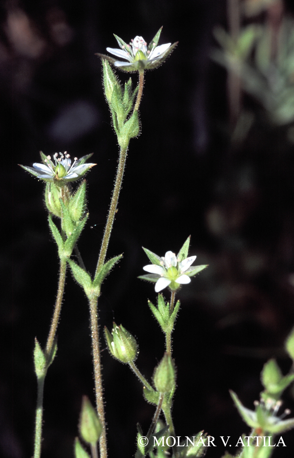 Arenaria serpyllifolia L. s. l.