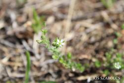 Arenaria serpyllifolia L. s. l. 2.Image