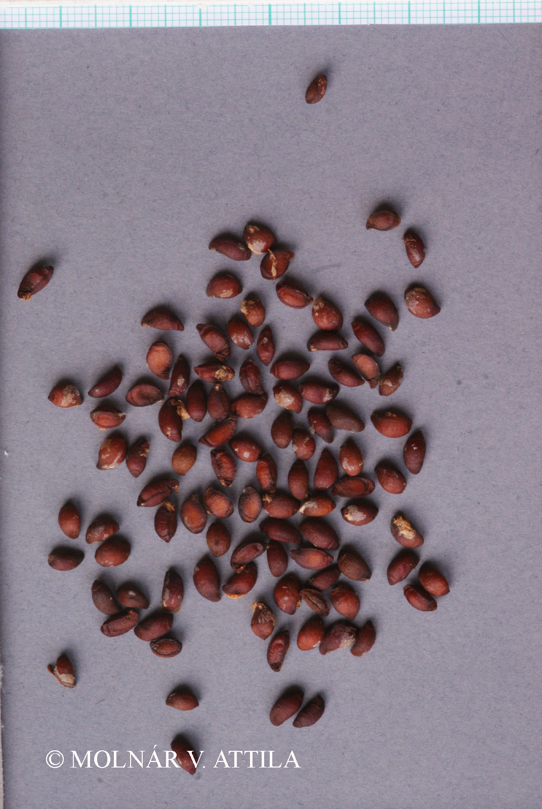 Aria edulis (Willd.) M. Roem.