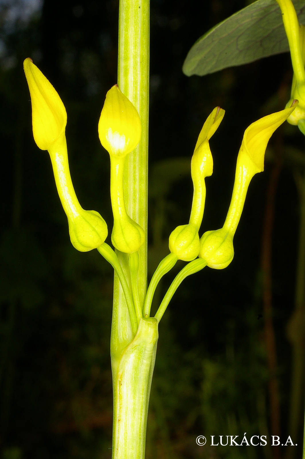 Aristolochia clematitis L.