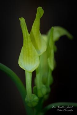 Aristolochia clematitis L. 2.Kép