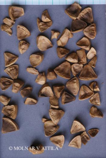 Aristolochia clematitis L. 4.Kép