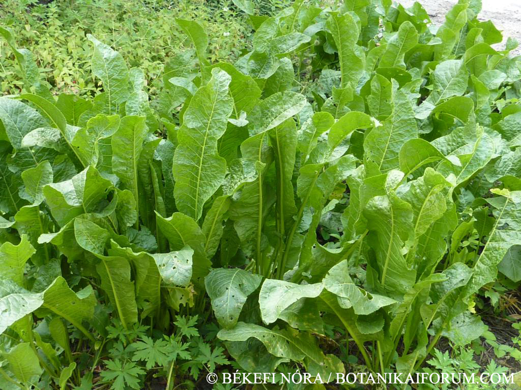 Armoracia rusticana G. Gaertn., B. Mey. et Schreb.