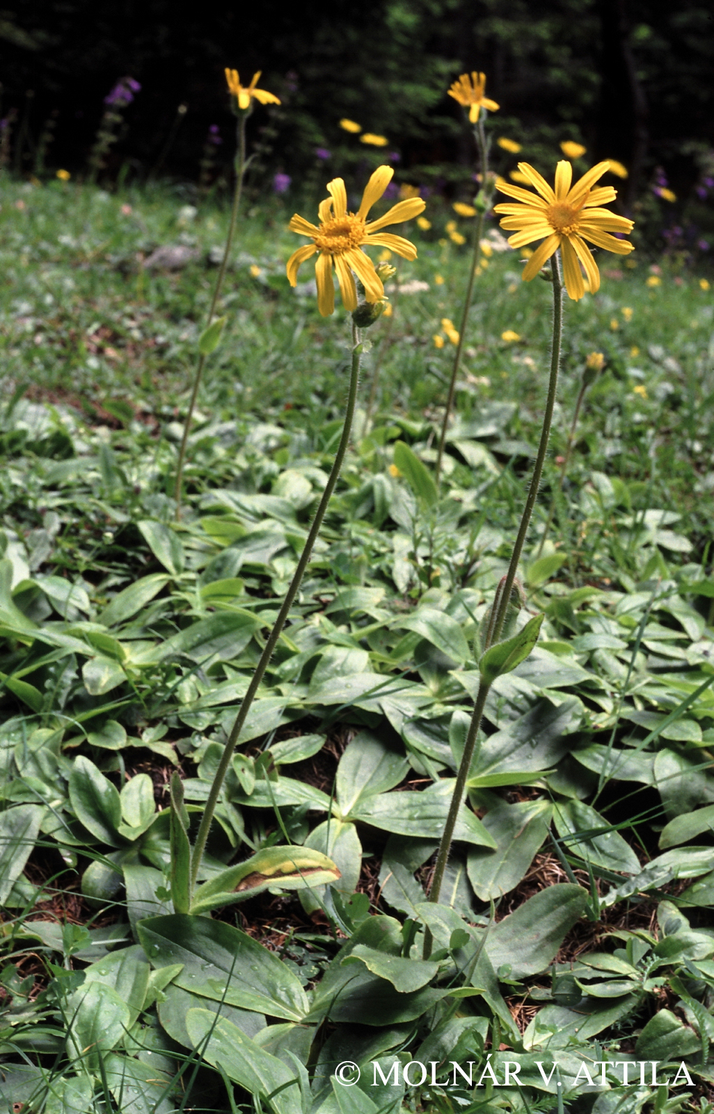 Arnica montana L.
