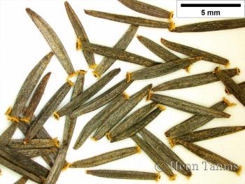 Arnica montana L. 2.Image