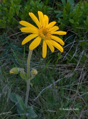 Arnica montana L. 3.Kép