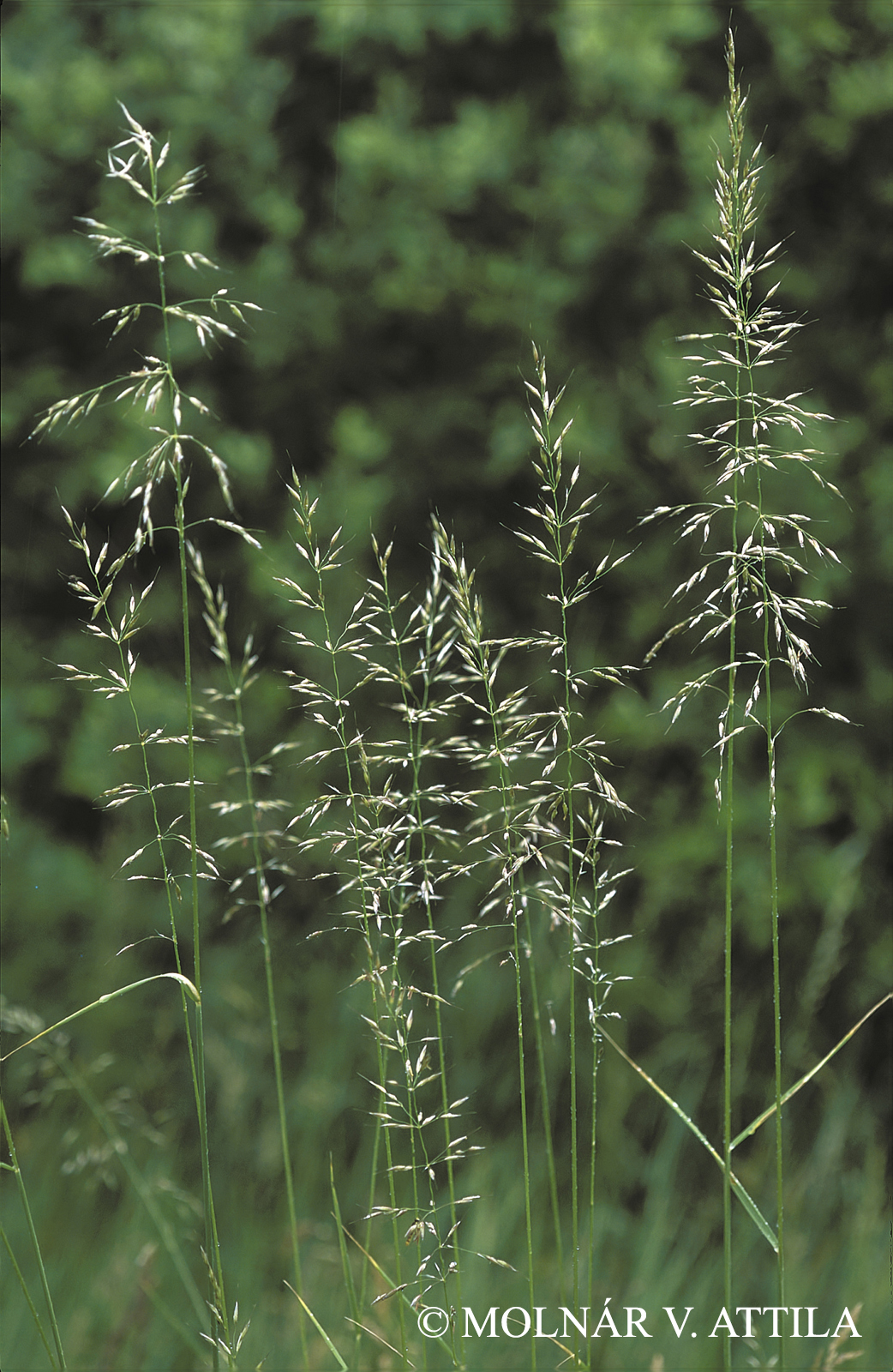 Arrhenatherum elatius (L.) Beauv.