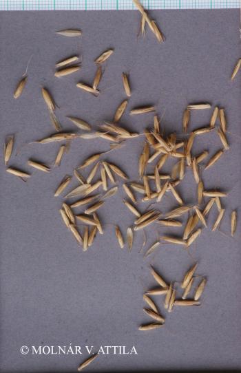 Arrhenatherum elatius (L.) Beauv. 4.Image