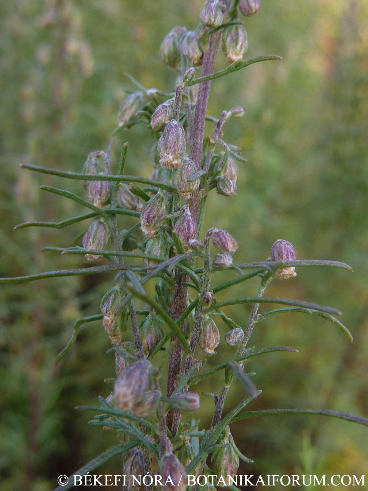 Artemisia abrotanum L.