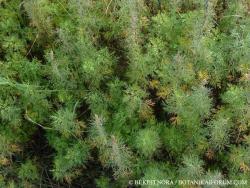 Artemisia abrotanum L. 2.Image