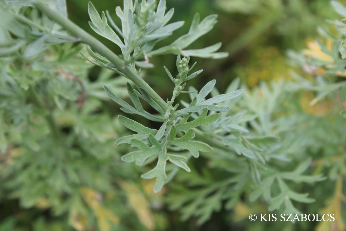 Artemisia absinthium L.
