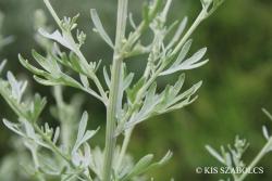 Artemisia absinthium L. 2.Image