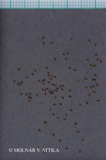 Artemisia absinthium L. 3.Image
