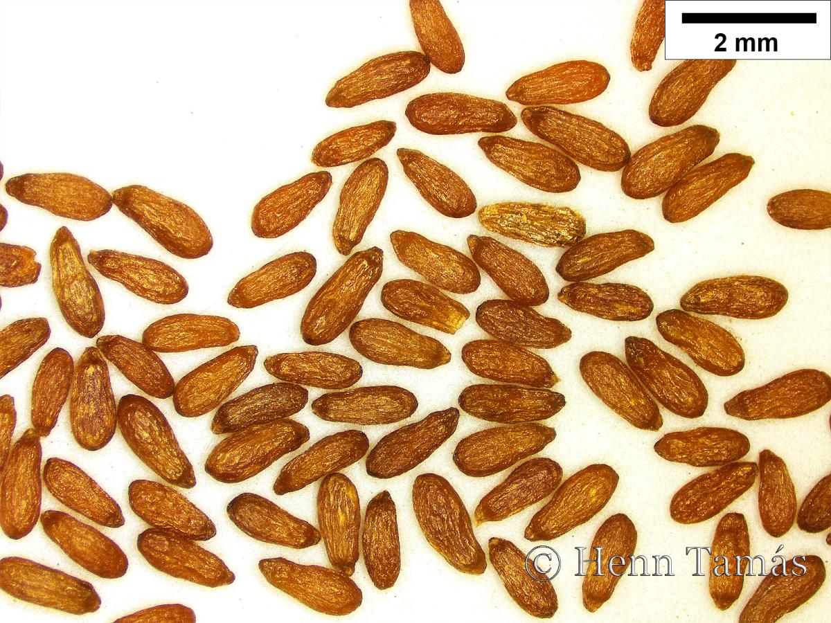 Artemisia alba Turra