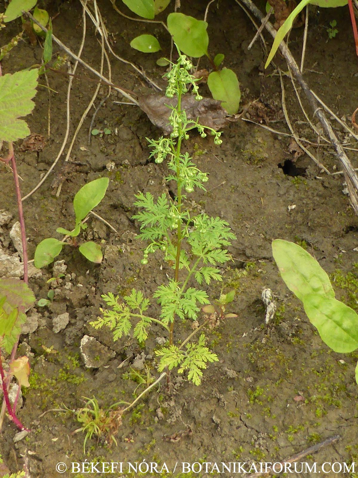 Artemisia annua L.