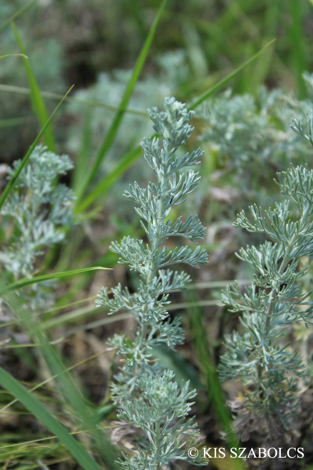 Artemisia austriaca Jacq.