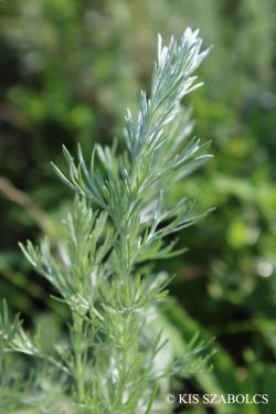 Artemisia austriaca Jacq. 2.Image