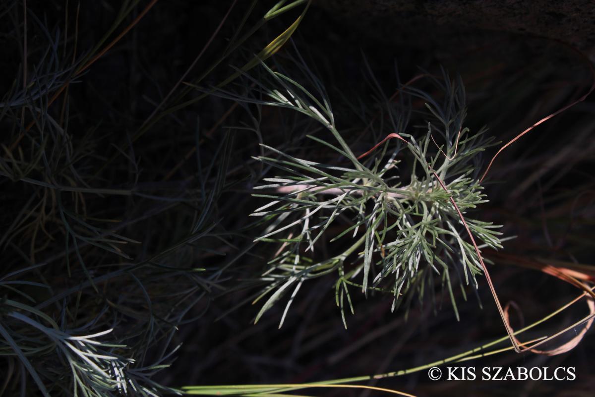Artemisia campestris L.