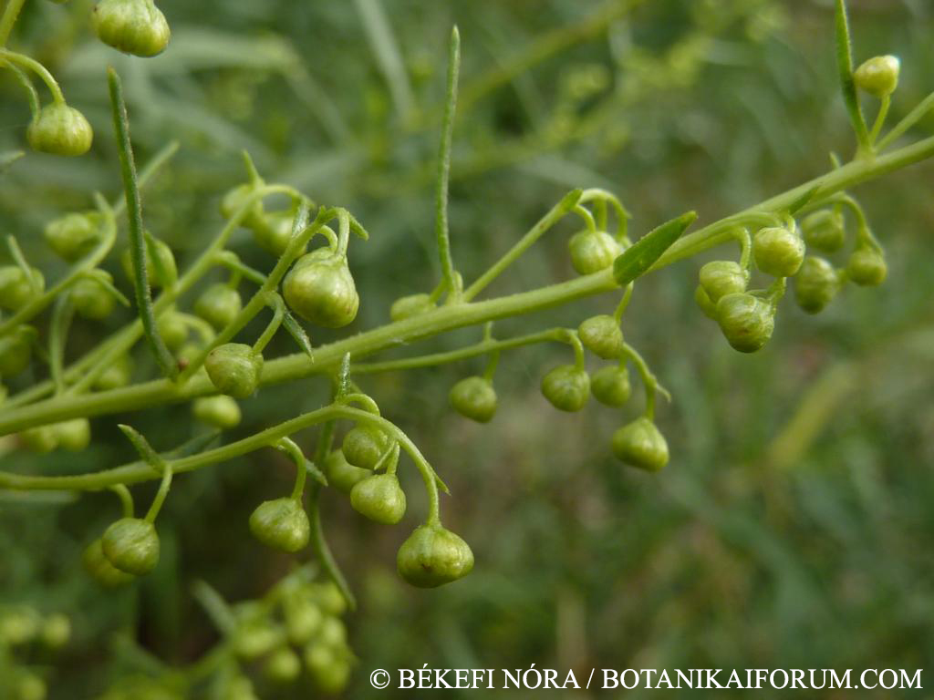 Artemisia dracunculus L.