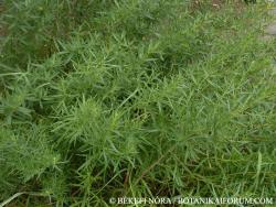 Artemisia dracunculus L. 2.Image