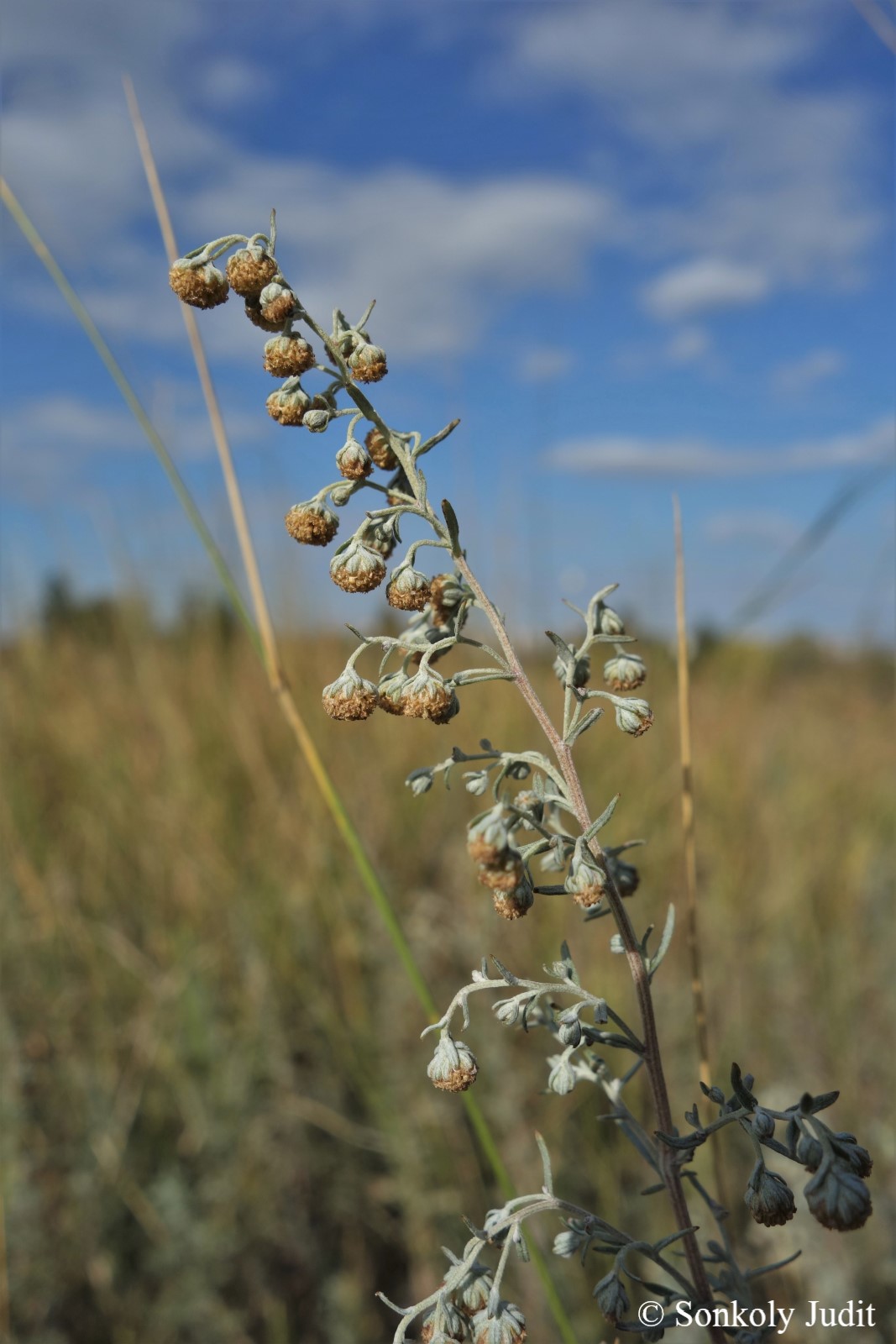 Artemisia pontica L.