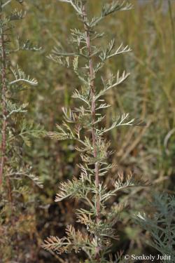 Artemisia pontica L. 2.Image