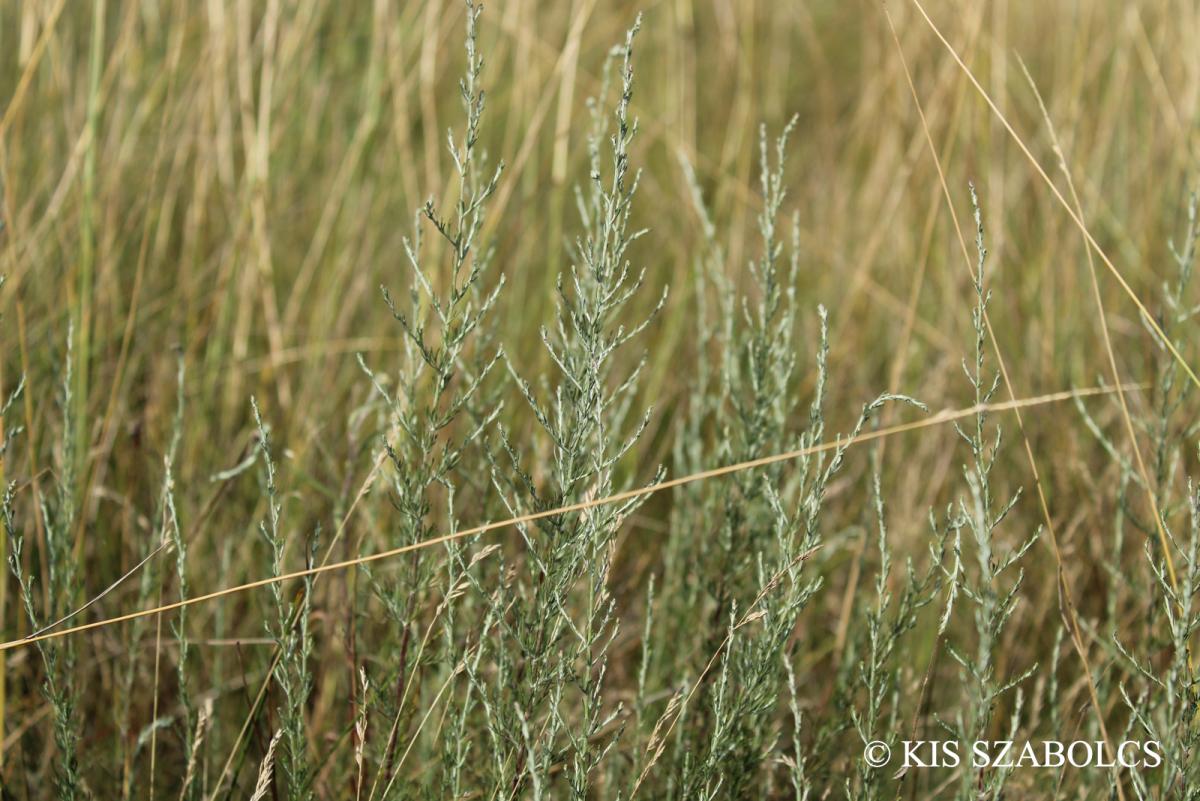 Artemisia santonicum L.