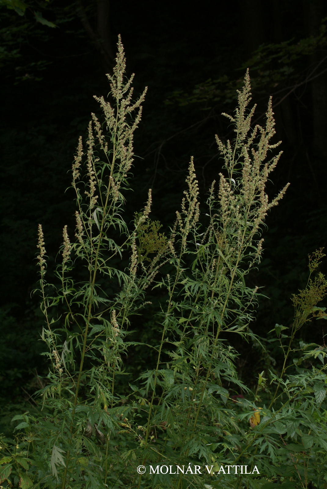 Artemisia vulgaris L.