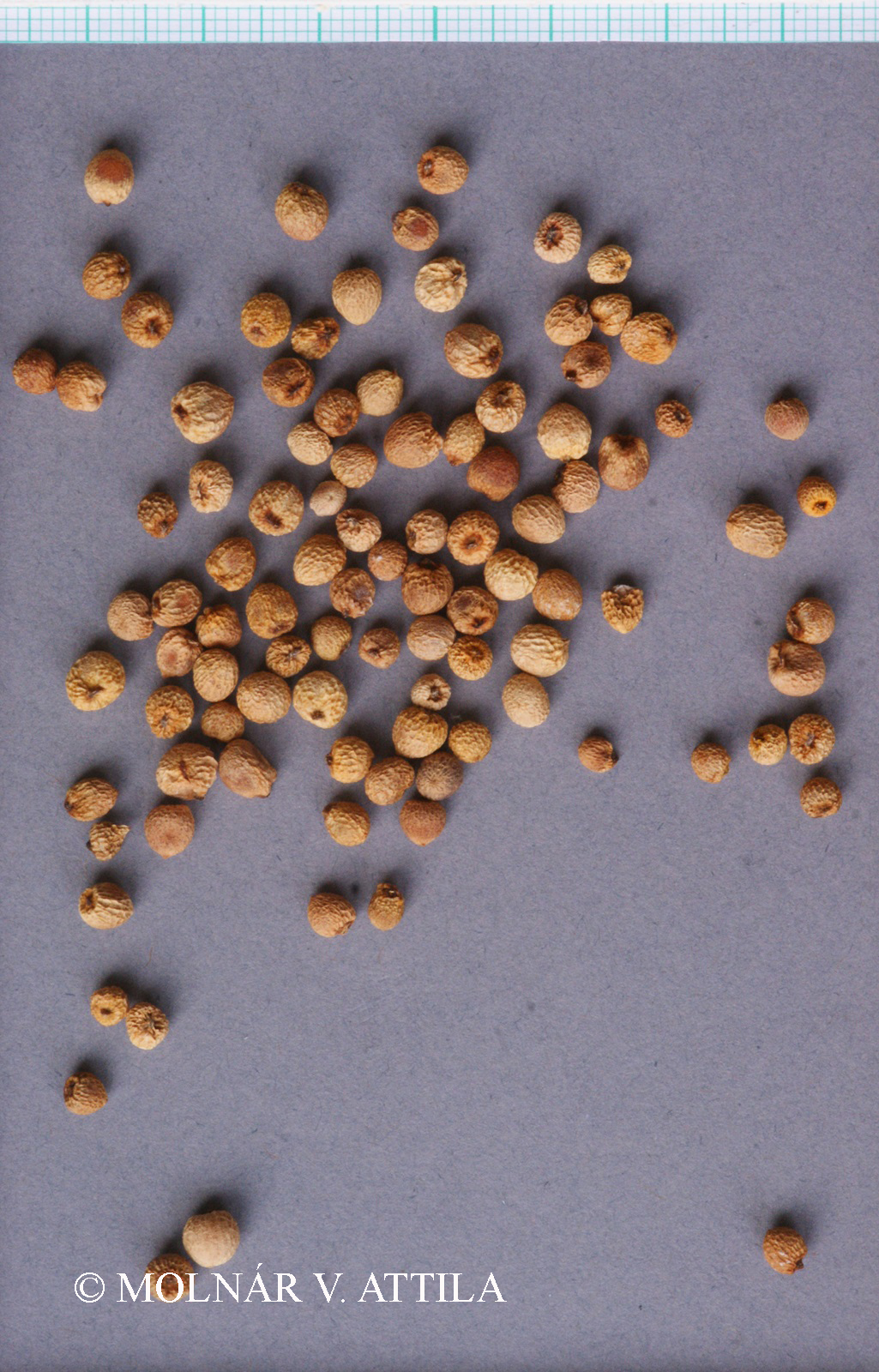 Arum maculatum L.