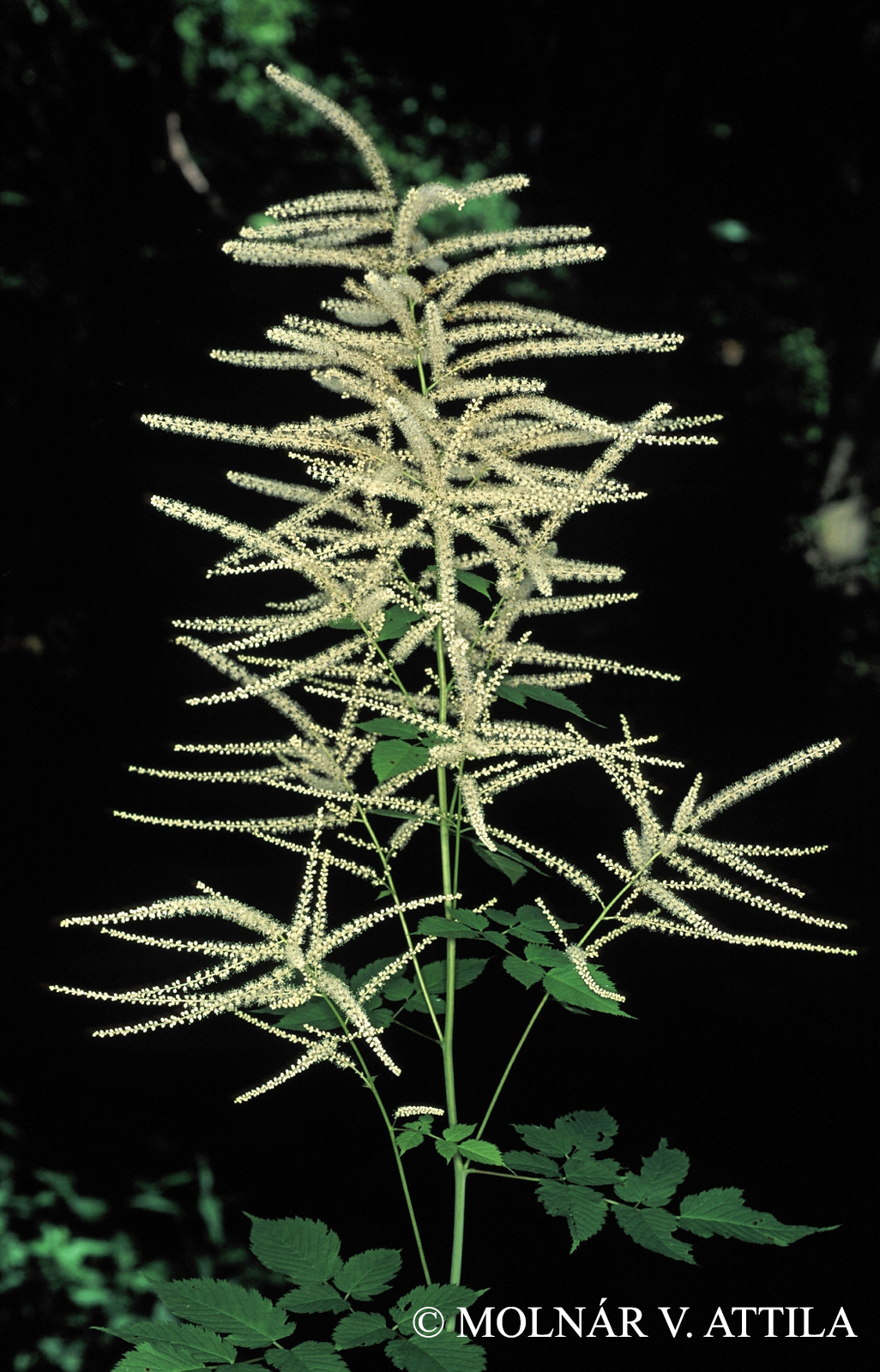 Aruncus dioicus (Walter) Fernald