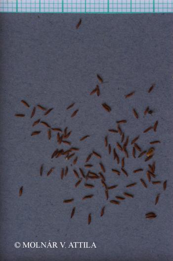 Aruncus dioicus (Walter) Fernald 2.Image