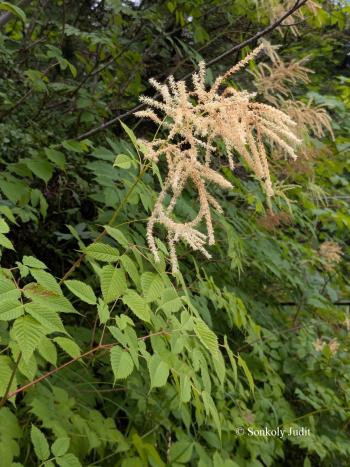 Aruncus dioicus (Walter) Fernald 3.Kép