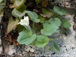 Asarina procumbens Mill. 2.Image