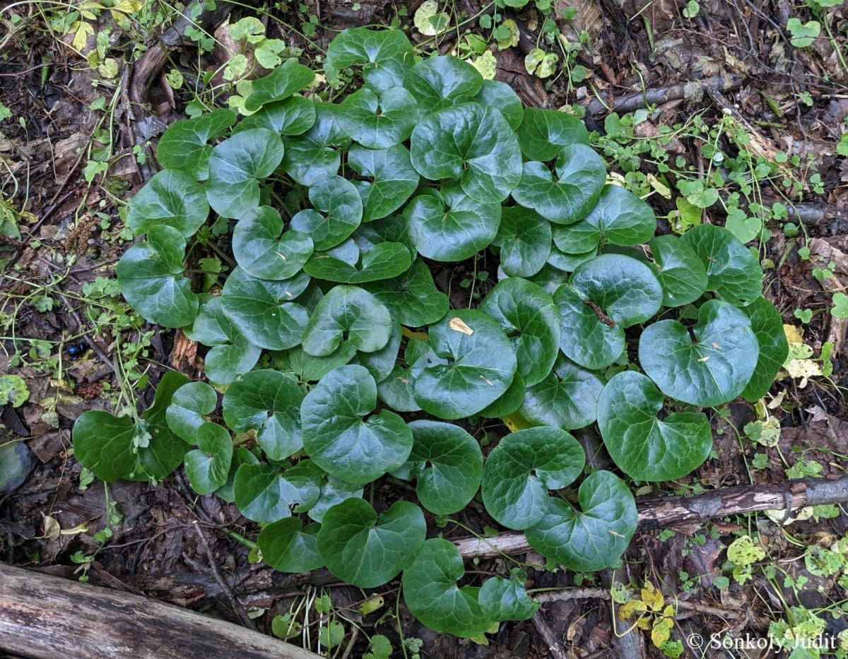 Asarum europaeum L.