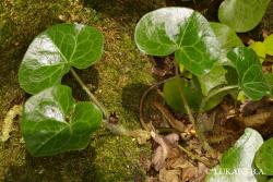 Asarum europaeum L. 3.Kép