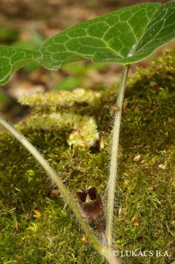 Asarum europaeum L. 2.Kép