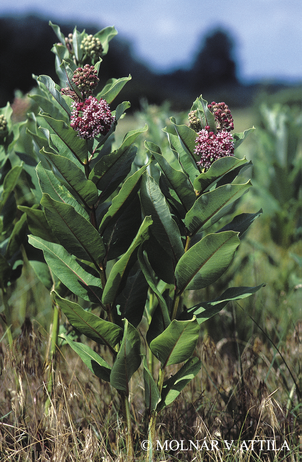 Asclepias syriaca L.