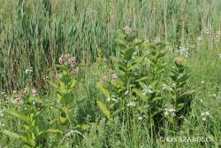 Asclepias syriaca L. 2.Image