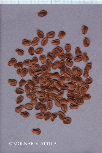 Asclepias syriaca L. 3.Image