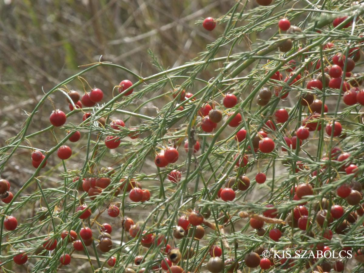 Asparagus officinalis L.