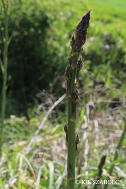 Asparagus officinalis L. 2.Kép