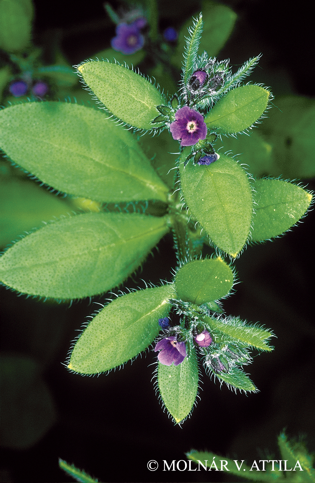 Asperugo procumbens L.