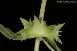 Asperugo procumbens L. 2.Image