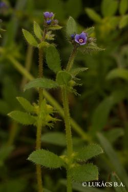 Asperugo procumbens L. 3.Image