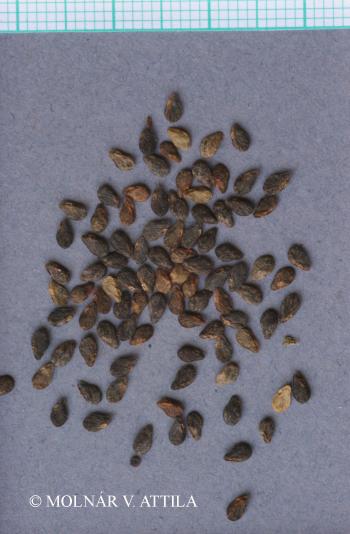 Asperugo procumbens L. 4.Image