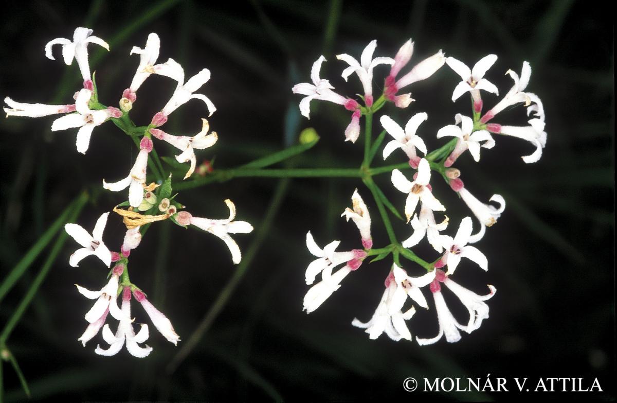 Asperula cynanchica L. s. l.