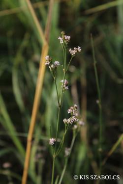 Asperula cynanchica L. s. l. 2.Image
