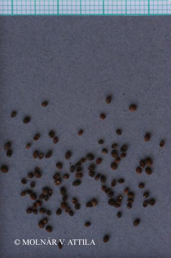 Asperula cynanchica L. s. l. 3.Image